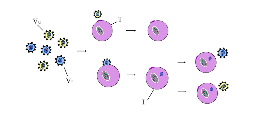 Within Host Model